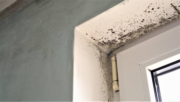 Best Mold Remediation for Vacation Homes  in Lauderdale Lakes, FL