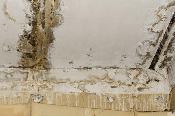 Best Post-Construction Mold Inspection  in Lauderdale Lakes, FL
