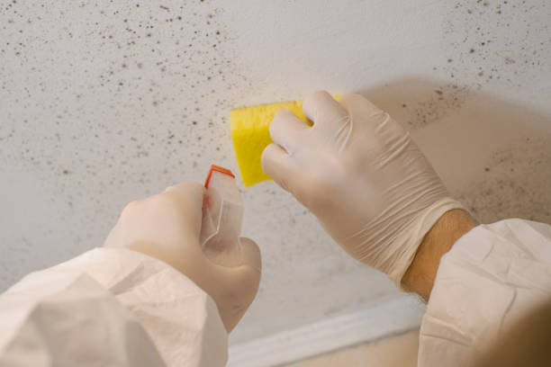 Best Dehumidification Services  in Lauderdale Lakes, FL