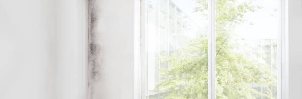 Best Mold Damage Restoration  in Lauderdale Lakes, FL