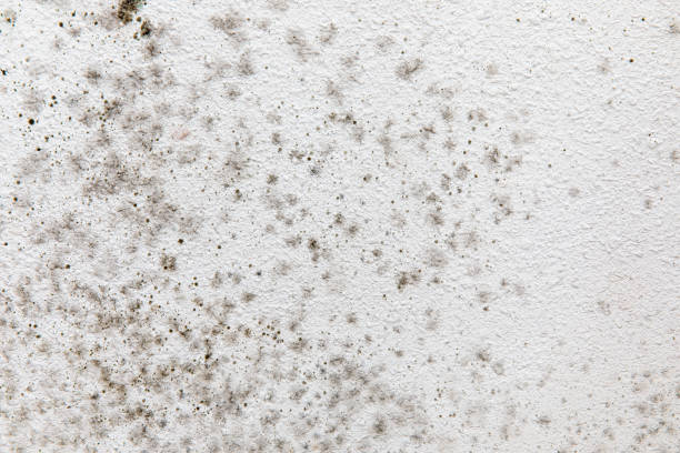 Best Mold Documentation for Insurance Claims  in Lauderdale Lakes, FL