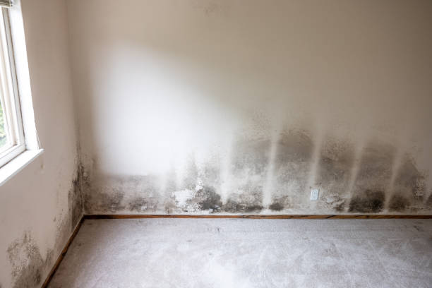 Best Biohazard Mold Removal  in Lauderdale Lakes, FL