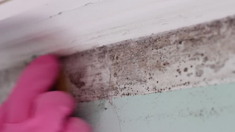 Professional Mold Removal in Lauderdale Lakes, FL